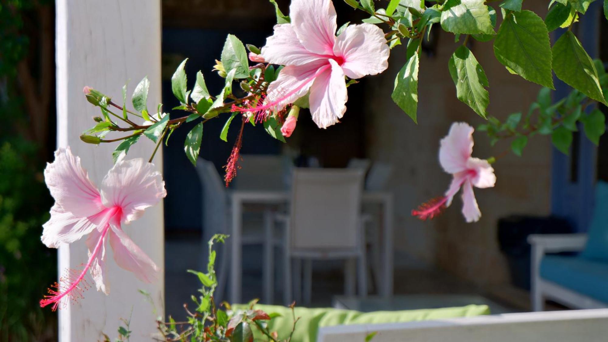 Village Knights Accommodation Żebbuġ Zewnętrze zdjęcie